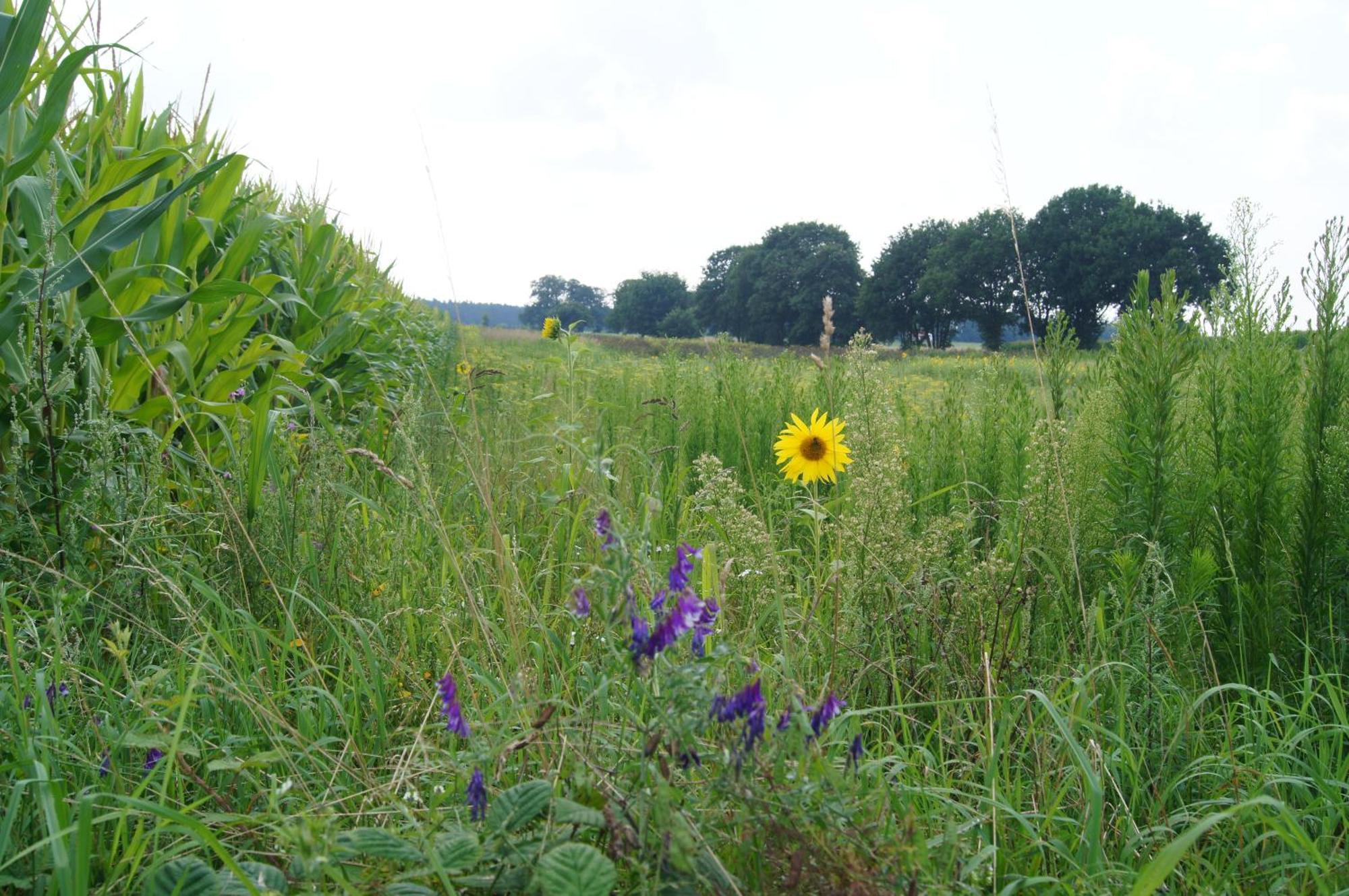 Hoeve Linnerveld Merum Extérieur photo